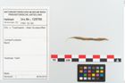 Etikett zu Textil (NHMW-PRAE-125701)